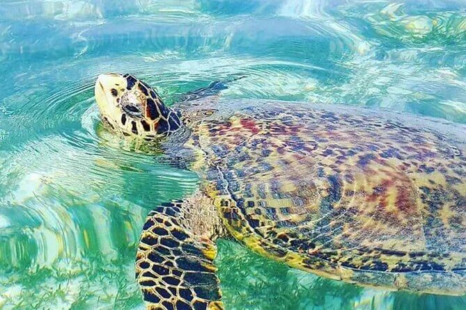 Waikiki Turtle Canyon Snorkeling and Swim Tour - Who Will Love This Tour?