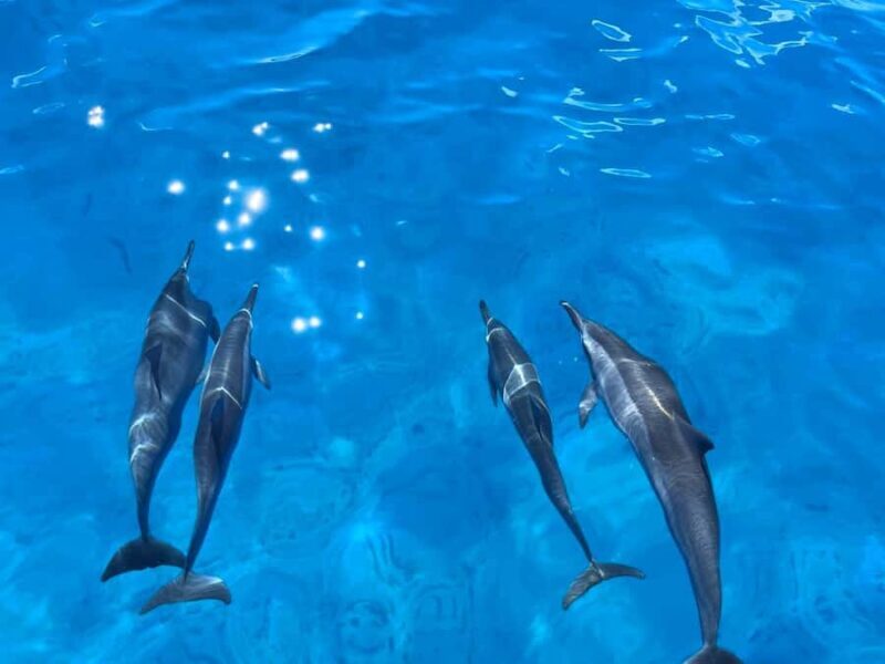 Waikiki: Turtle Canyon Snorkeling Boat Tour (Only 16 people) - The Experience from a Traveler’s Perspective