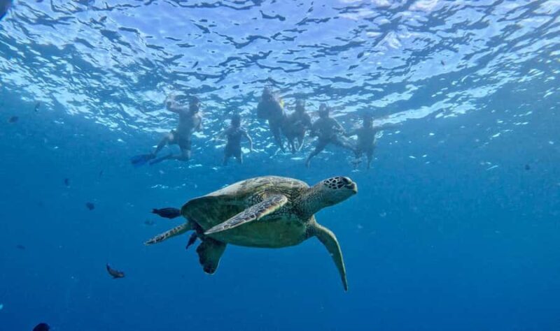 Waikiki: Turtle Canyon Snorkeling Boat Tour (Only 16 people) - Practical Details & Tips