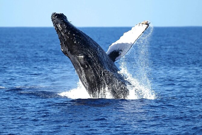 Waikiki Whale Watching Yacht Cruise Review - Amenities and Features