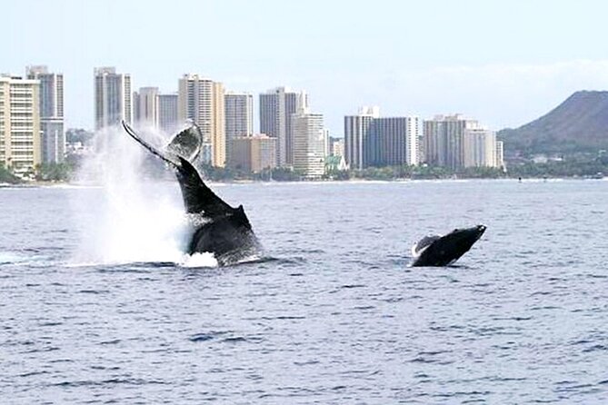 Waikiki Whale Watching Yacht Cruise Review - Pricing and Booking Policies