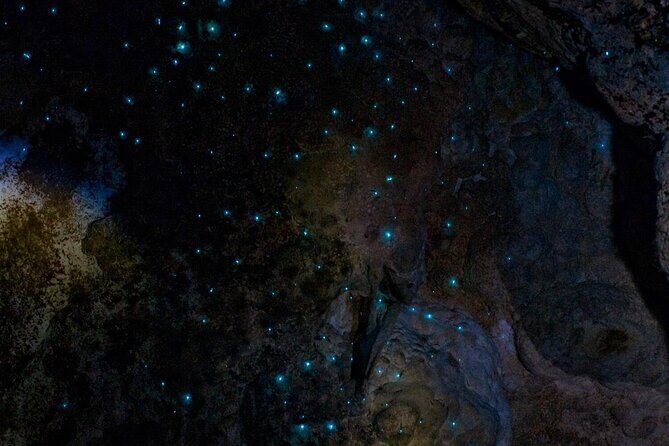 Waiomio Kawiti Glowworm Cave & Ngawha Hot Springs day tour - A Full Breakdown of the Experience