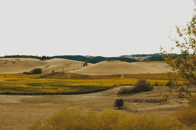 Waipara Valley Winery Tour Wine Tastings and Scenic Views - An In-Depth Look at the Waipara Valley Winery Tour