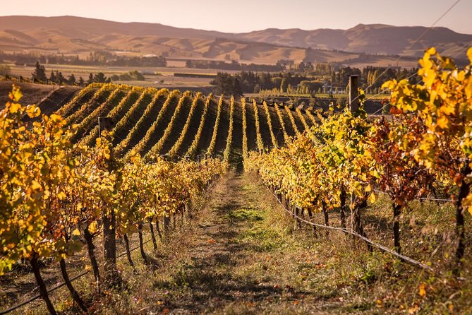 Waipara Wine Trail Afternoon Tour From Christchurch - Food and Drink Options