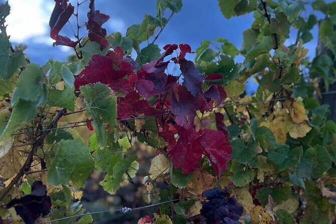 Waipara Wine Trail Private Group Tour From Christchurch - FAQs