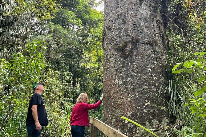 WAIPOUA FOREST Tane Mahuta & KAURI MUSEUM Day Tour from Auckland - A Detailed Look at the Tour Experience