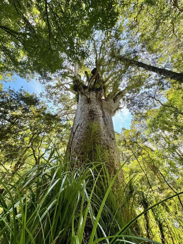 Waipoua Forest: Tane Mahuta & Kauri Museum from Auckland - The Attraction of Waipoua Forest and Its Giants
