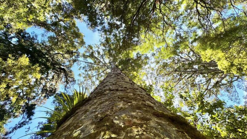 Waipoua Forest: Tane Mahuta & Kauri Museum from Auckland - The Cost and Value