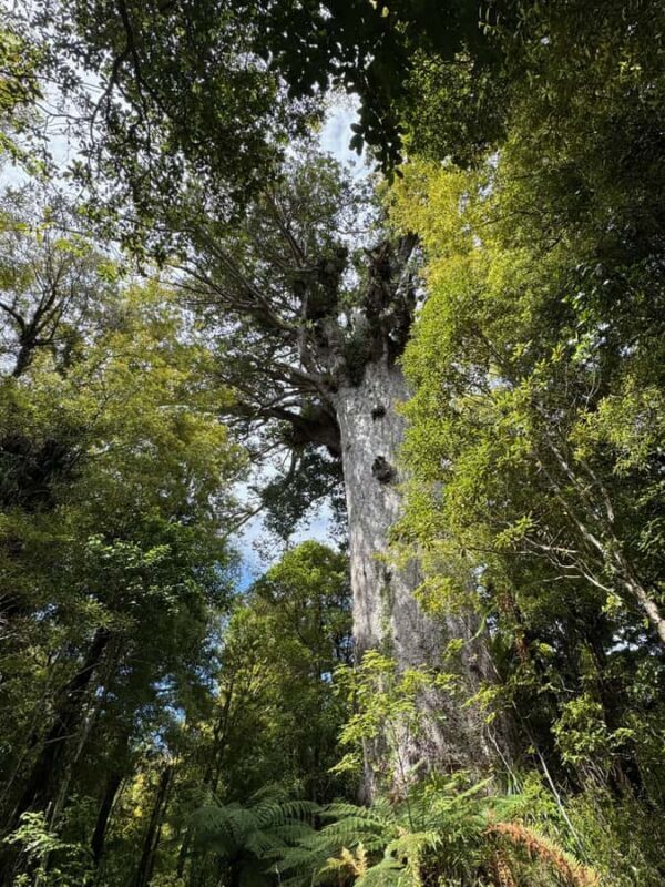 Waipoua Forest: Tane Mahuta & Kauri Museum from Auckland - A Few Final Thoughts