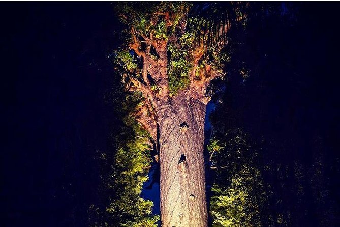 Waipoua Forest: Twilight Encounter - Maori Cultural Eco Night Tour - What to Expect on the Tour