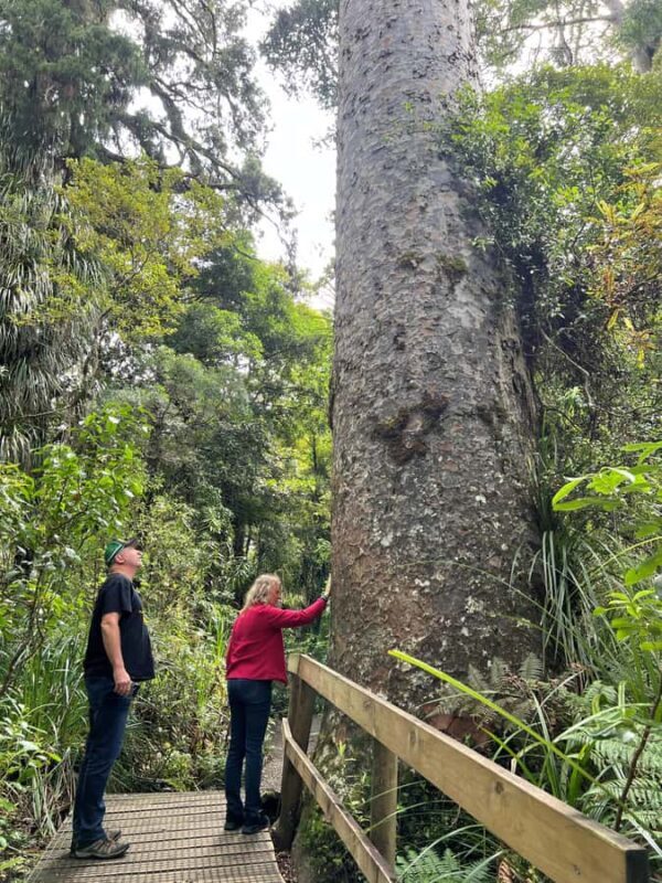 Waipoua KAURI Forest, Tane Mahuta & Museum Tour Ex Auckland - The Itinerary: Step by Step