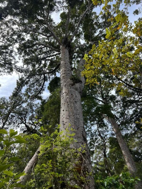 Waipoua KAURI Forest, Tane Mahuta & Museum Tour Ex Auckland - Final Thoughts: Is This Tour Right for You?