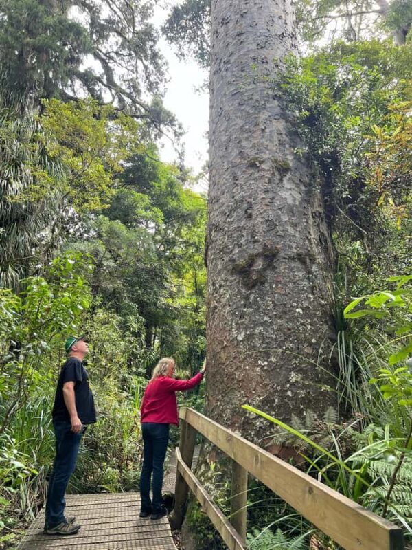 Waipoua KAURI Forest, Tane Mahuta & Museum Tour Ex Auckland - FAQs