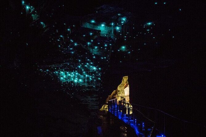 Waitomo Glow Worm Caves - An In-Depth Look at the Tour Experience
