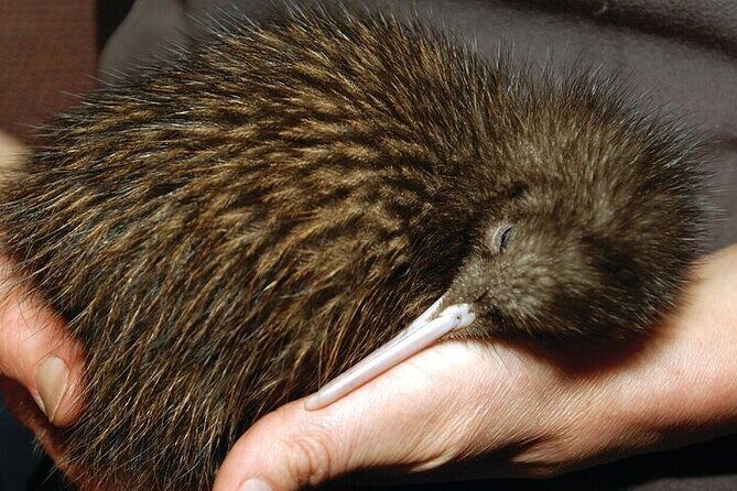 Waitomo Glow Worm Caves & Te Puia - Rotorua's Geothermal Valley - The Sum Up