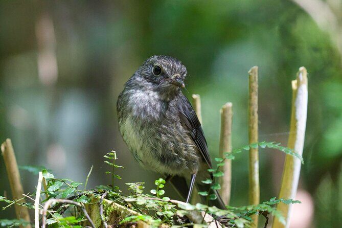 Waitomo GlowWorm cave & Sanctuary Mountain Ancient Walk Tour - Authentic Experiences and Real Guest Feedback
