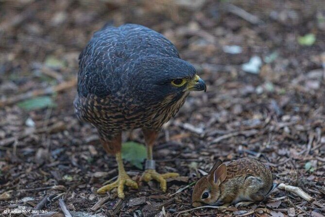 Waitomo Glowworm Caves and Kiwi House Small Group from Auckland - Relaxing Return Journey to Auckland