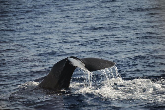 Waitukubuli Dolphin and Whale Watch in Dominica - Summary: Who Will Love This Tour?