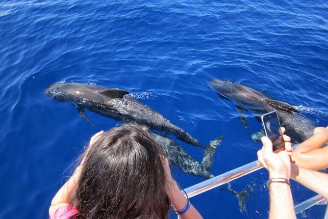 Waitukubuli Dolphin and Whale Watch in Dominica - FAQs