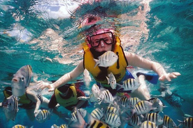 Waitukubuli Volcano Snorkeling - An In-Depth Look at the Tour Experience