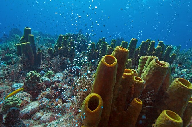 Waitukubuli Volcano Snorkeling - Tour Experience Highlights