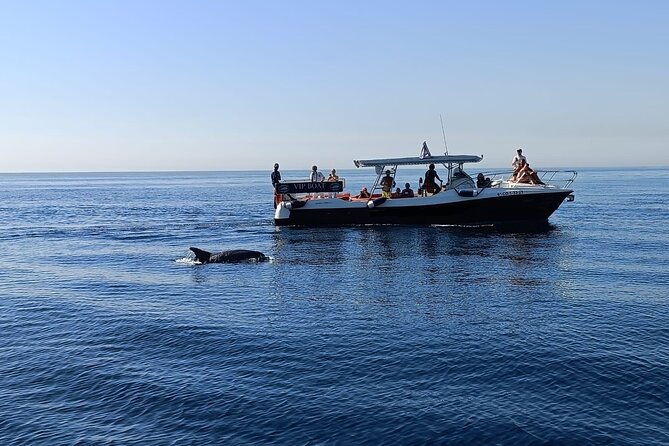 Walk and Dolphin Watching in Fuengirola + 1 Drink - Good To Know