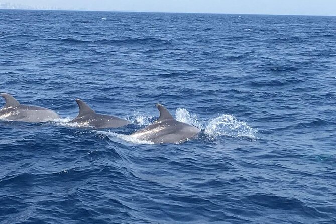 Walk and Dolphin Watching in Fuengirola + 1 Drink - Accessibility and Participation
