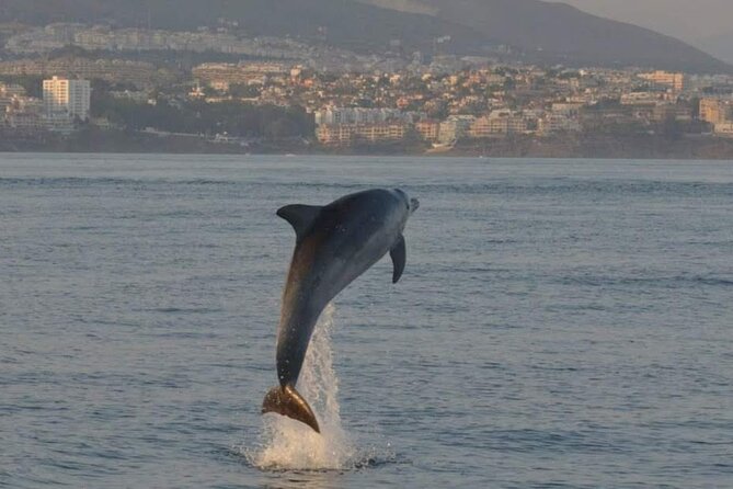 Walk and Dolphin Watching in Fuengirola + 1 Drink - Booking Information