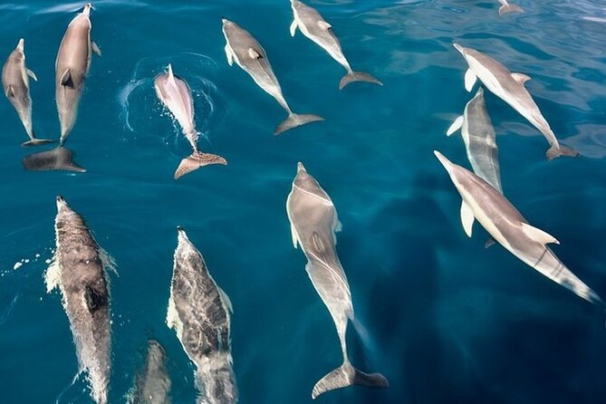 Walk and Dolphin Watching in Fuengirola + 1 Drink - Fuengirola Seatrips Provider