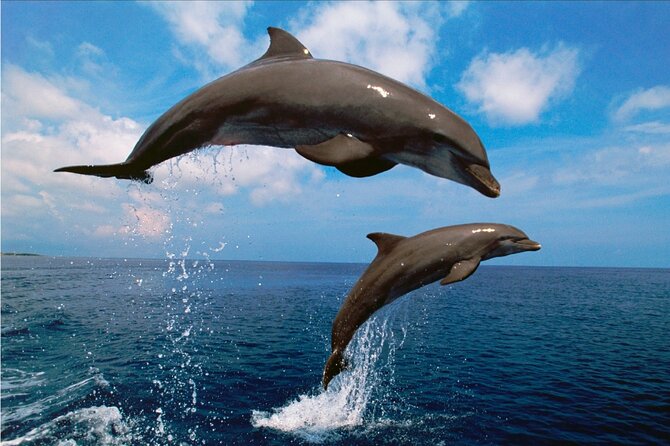 Walk and Dolphin Watching in Fuengirola + 1 Drink - Client Reviews