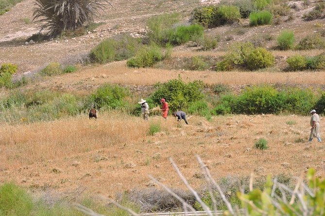 Walk Between Argan Forest, Ocean & Waterfalls - Lunch With a Moroccan Family