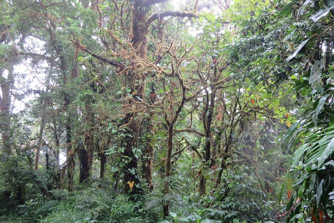 Walk in Monteverde Cloud Forest - Guided Interpretive Experiences