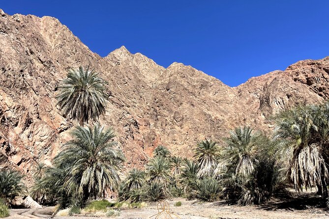 Walk in Moses Footsteps - Tour Between Tabuk and the Red Sea - Inclusions and Pickups