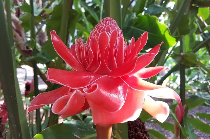 Walk the Darwin Botanic Gardens - Frequently Asked Questions