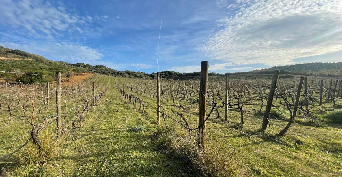 Walk Through Our Vineyard and Aperitif - Local Culinary Delights