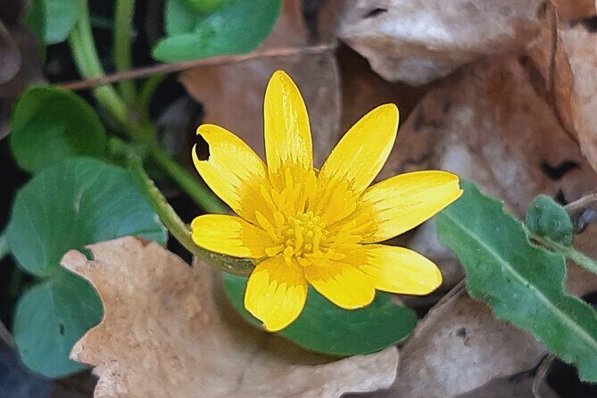 Walk to recent and aged spiritual sanctuaries near Budapest - Key Points  