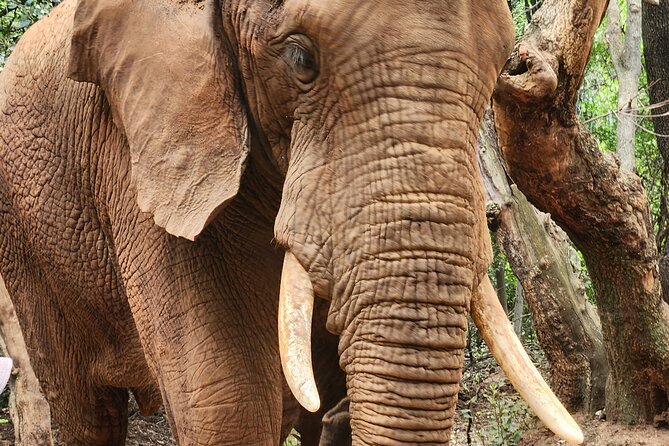 Walk With Elephants Experience Plus Monkey Forest Walk - Accessibility Information