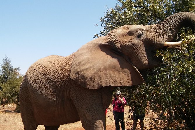 Walk With Elephants in Their Natural Environment - Experience the Unique