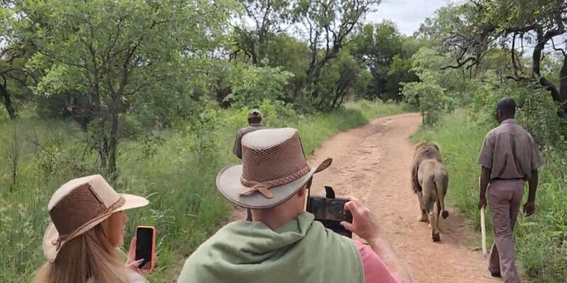 Walk With Lions - Experience and Itinerary