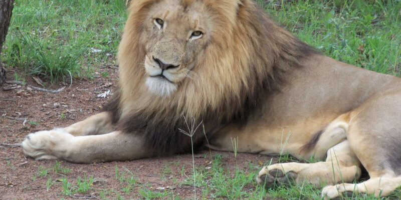 Walk With Lions - Guided Tour Details