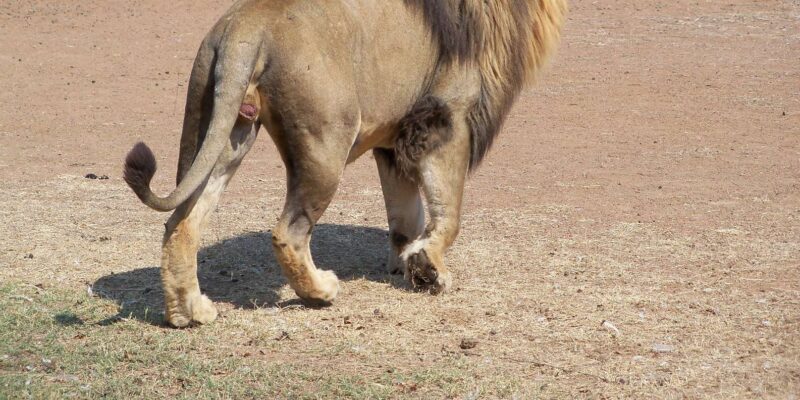 Walk With Lions - Participant Information and Restrictions