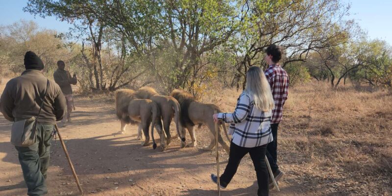 Walk With Lions - Customer Reviews and Highlights