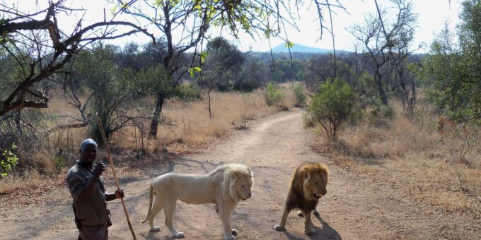 Walk With Lions - Safety Precautions