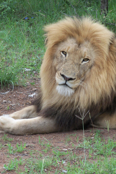Walk With Lions - Frequently Asked Questions