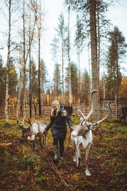 Walk with Reindeer - What to Expect from Your Reindeer Walk
