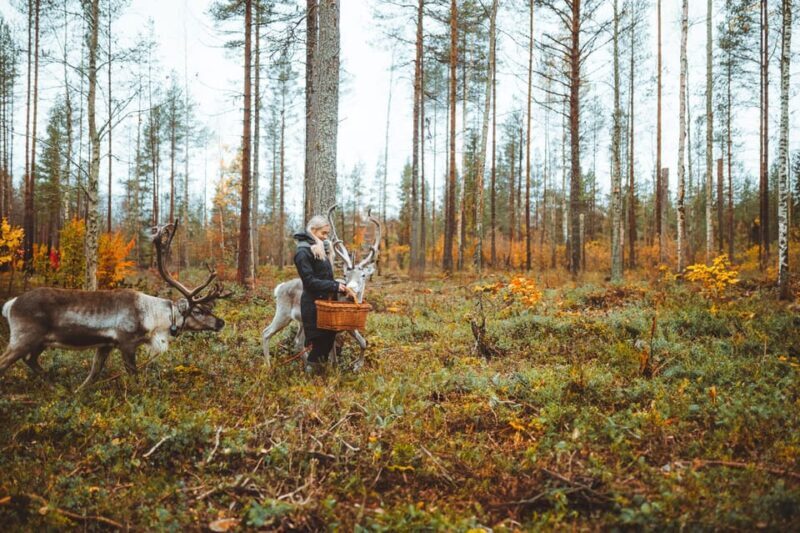 Walk with Reindeer - Practical Tips & Considerations