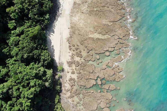 Walkabout Cultural Adventures - Ngana Kulkinga Dungay Full Day - Journey Through the Daintree and Cape Tribulation