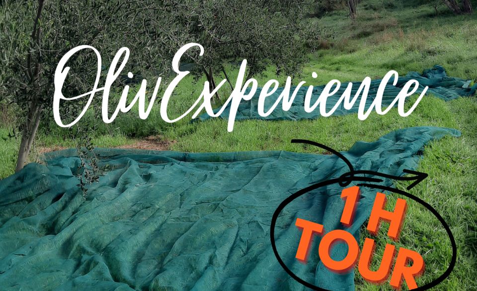 Walking in the Olive Grove: How Is Extra Virgin Olive Oil Made? - Key Points