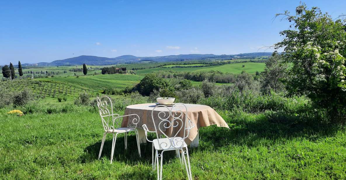 Walking in the Olive Grove: How Is Extra Virgin Olive Oil Made? - The Olive Harvest Process