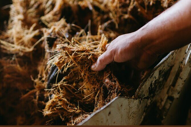 Walking Tour Agave Journey in Versalles - Key Points